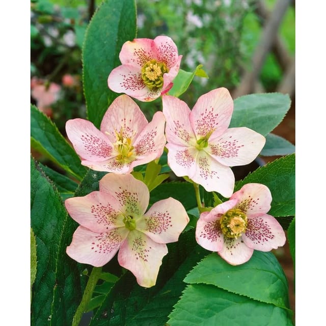 Helleborus X Sternii Ca. 11x11 cm Topf