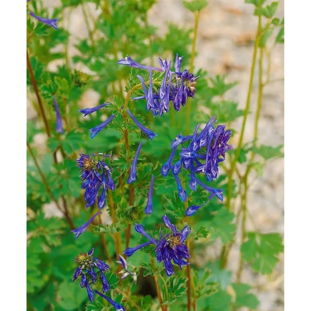 Corydalis Elata Spinners Himmelsblauer Lerchensporn Ca. 9x9 cm Topf