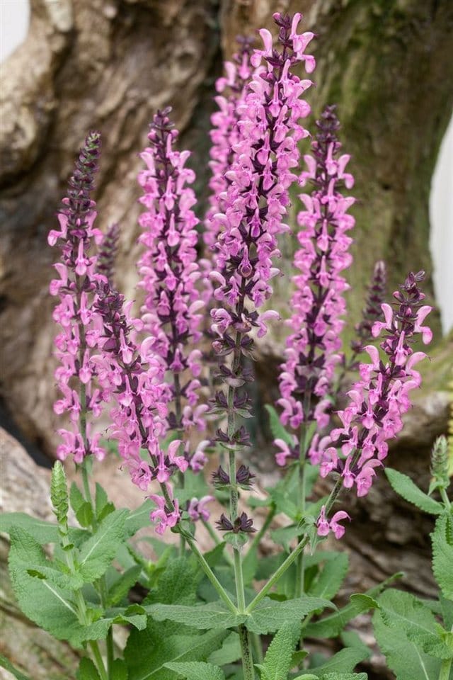 Salvia Nemorosa Rose Queen Steppen-Salbei Ca. 9x9 cm Topf