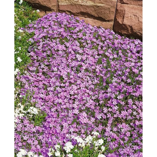 Phlox Douglasii Lilac Cloud Teppich Phlox Ca. 9x9 cm Topf