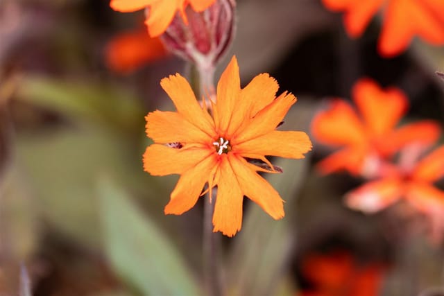 Lychnis X Arkwrightii Vesuvius Brennende Liebe Ca. 9x9 cm Topf