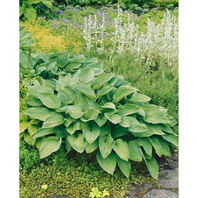 Hosta Undulata Undulata Gartenfunkie Ca. 11x11 cm Topf
