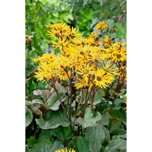 Ligularia Dent. Britt-Marie Crawford Ca. 11x11 cm Topf