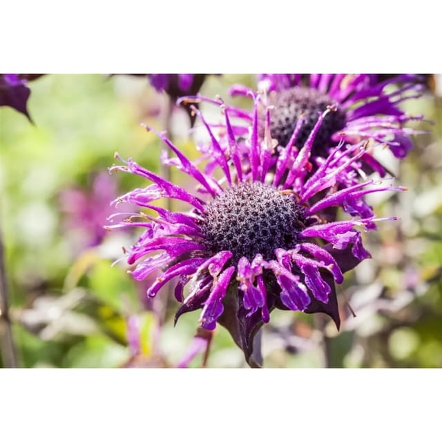 Monarda Fistulosa Prärienacht Wilde Bergamotte Ca. 11x11 cm Topf