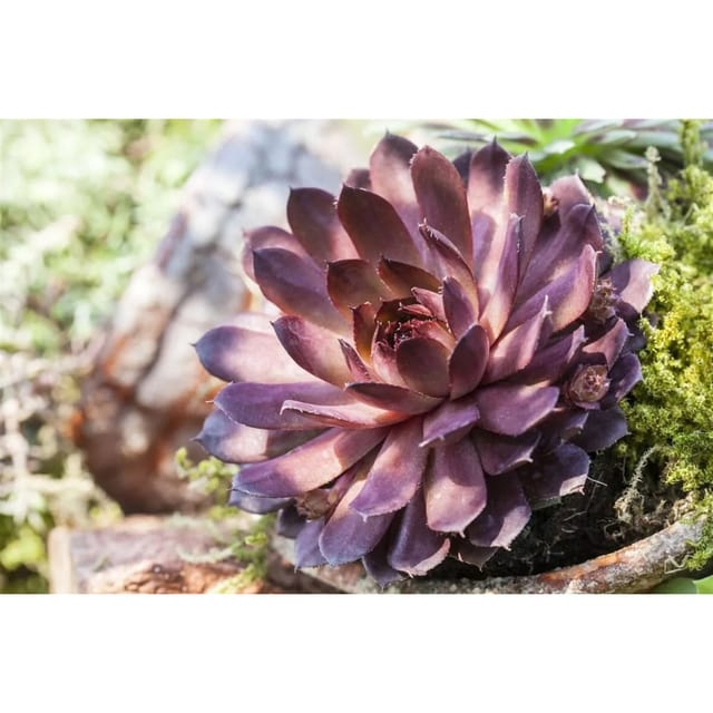 Sempervivum Marmoreum Rubin Hauswurz Ca. 9x9 cm Topf