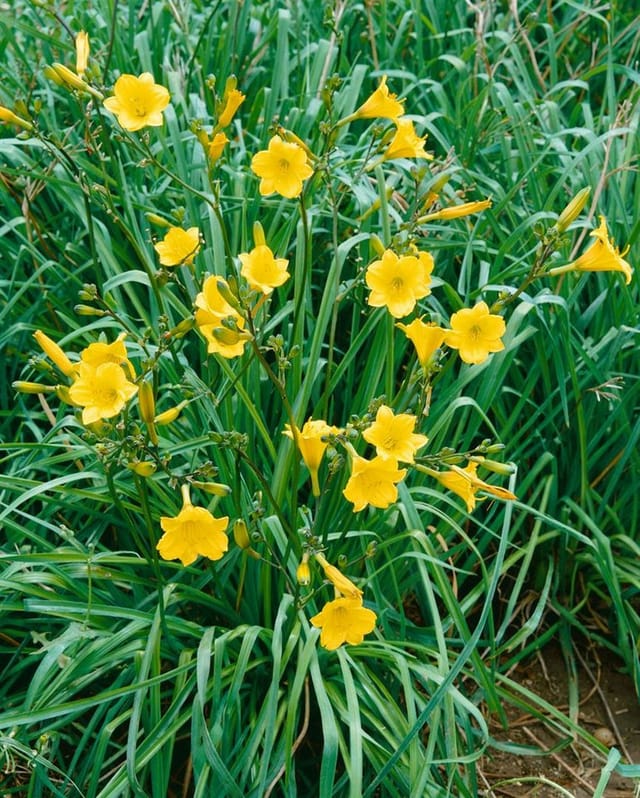 Hemerocallis X Cult. Bitsy Taglilie Ca. 11x11 cm Topf