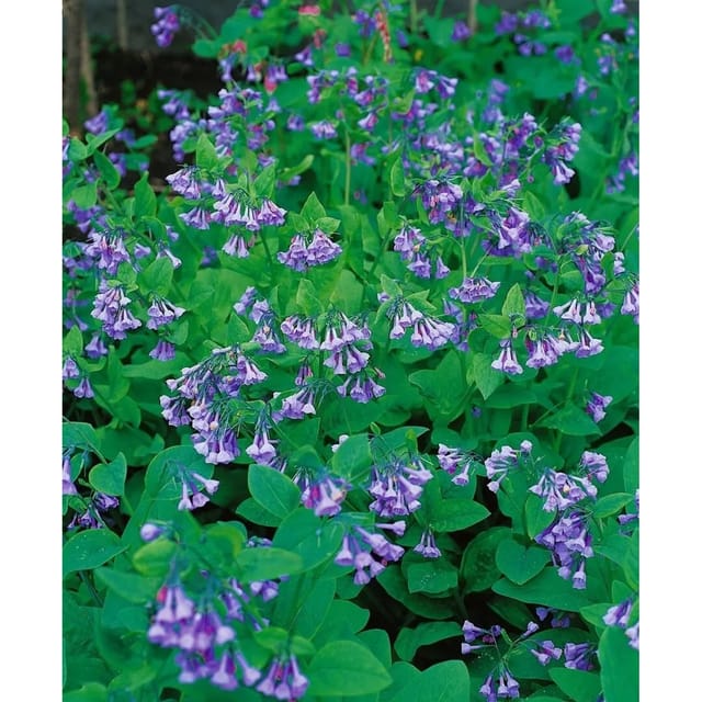Mertensia Virginica Virginischer Blaustern Ca. 9x9 cm Topf