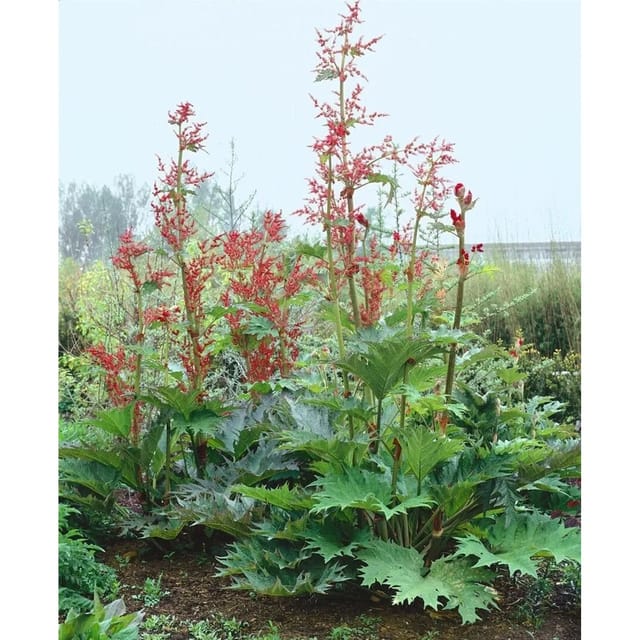 Rheum Palmatum Var.tanguticum Chinesischer Rhabarber Ca. 11x11 cm Topf