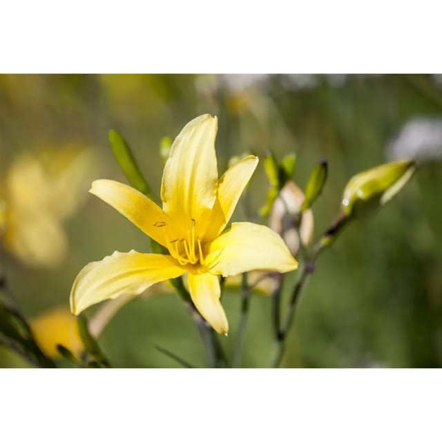 Hemerocallis Citrina Zitronen Taglilie Ca. 11x11 cm Topf