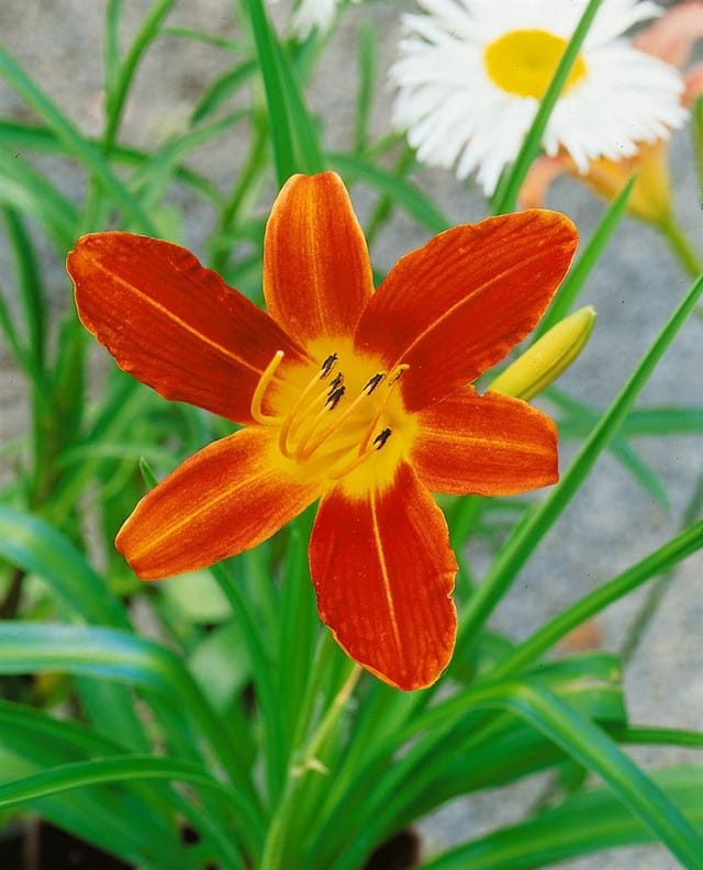 Hemerocallis X Cult Sammy Russel Taglilie Ca. 11x11 cm Topf