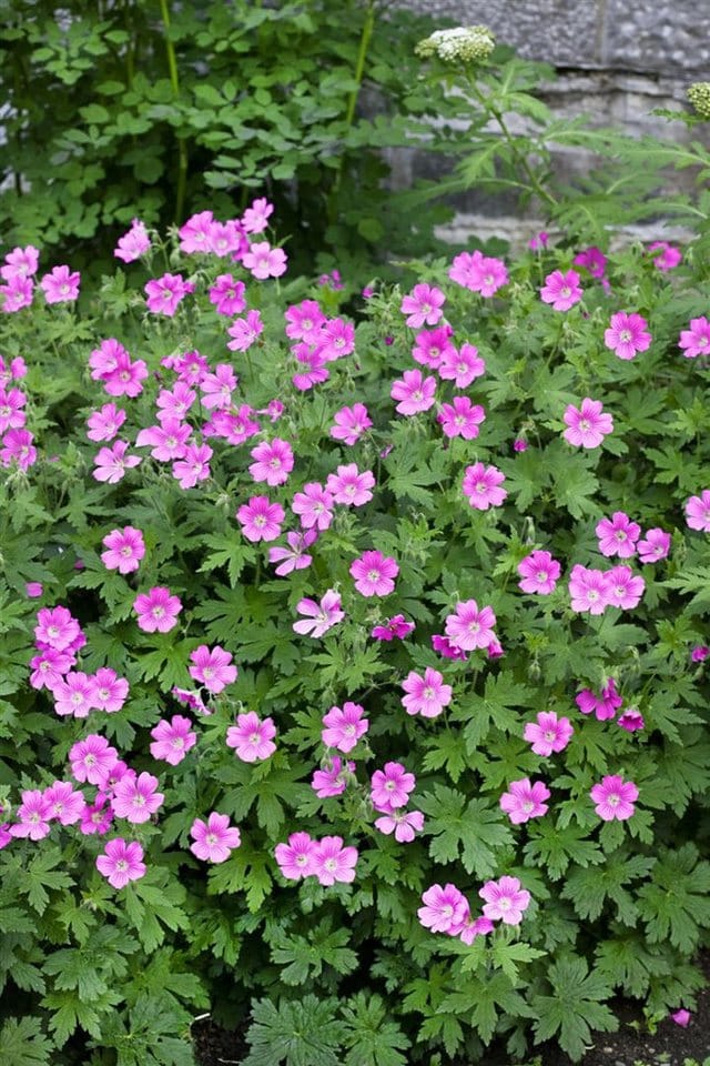 Geranium Sanguineum Elke Blutstorchschnabel Ca. 9x9 cm Topf