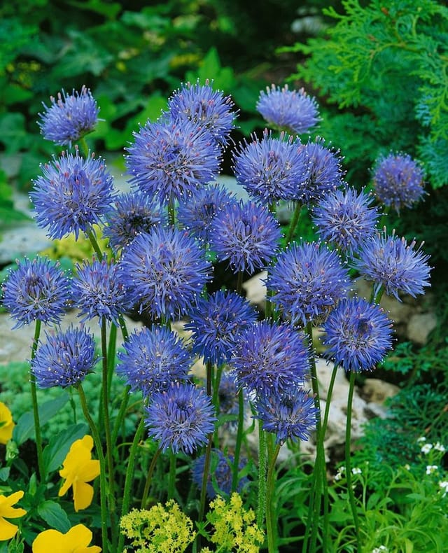 Jasione Laevis Blaulicht Sandrapunzel Ca. 9x9 cm Topf