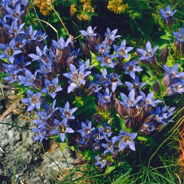 Gentiana Septemfida Var.lagodechiana Siebenfacher Enzian Ca. 9x9 cm Topf
