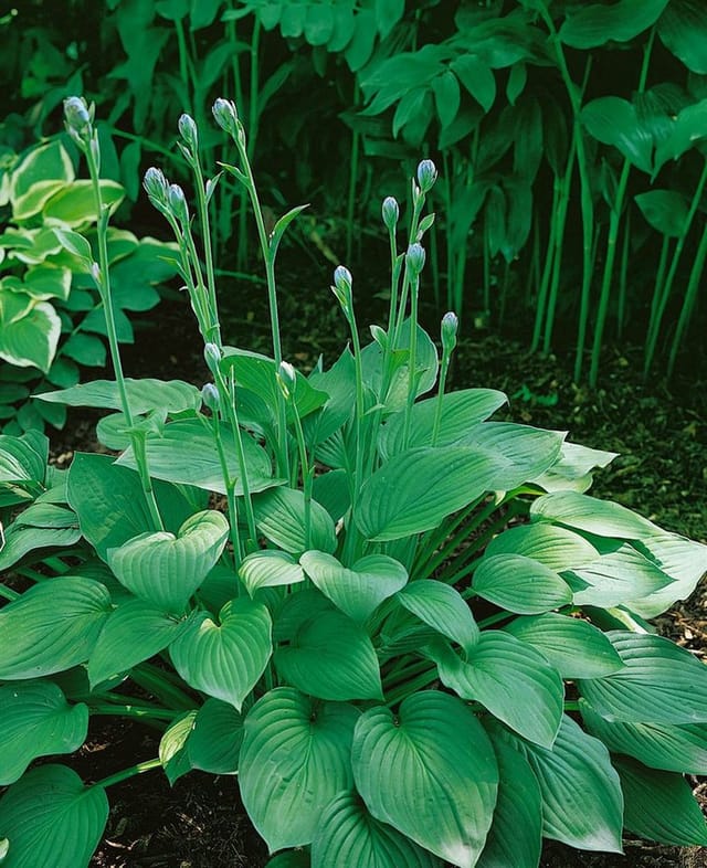 Hosta Sieboldiana Big Daddy Blaublattfunkie Ca. 11x11 cm Topf