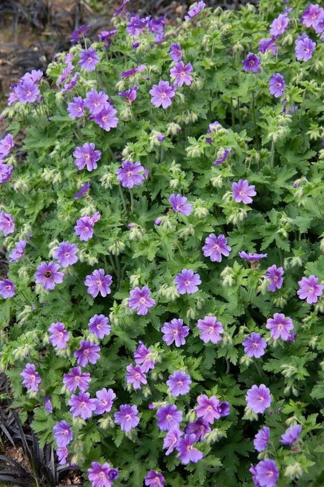 Geranium X Magnificum Anemoniflorum Pracht Storchschnabel Ca. 9x9 cm Topf