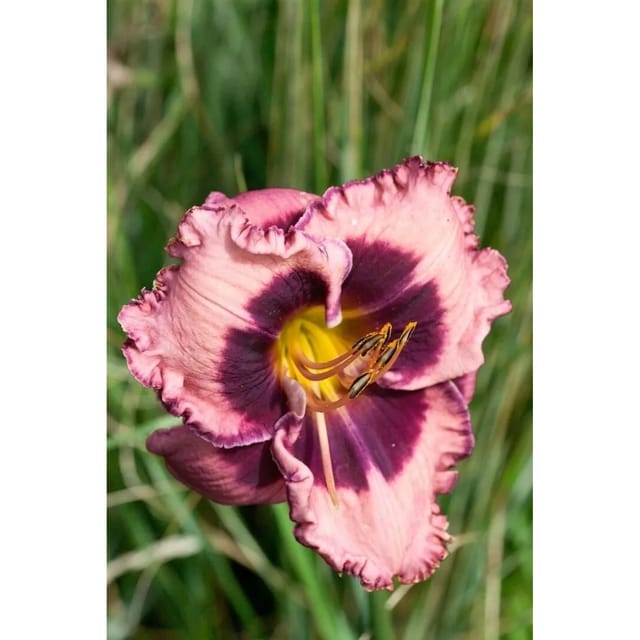 Hemerocallis X Cult Daring Deception Taglilie Ca. 11x11 cm Topf