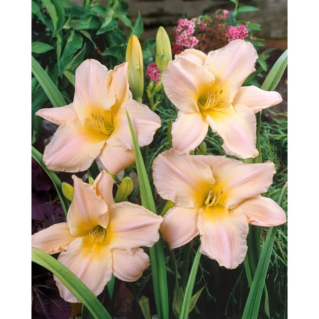 Hemerocallis X Cult. Gentle Shepherd Taglilie Ca. 11x11 cm Topf