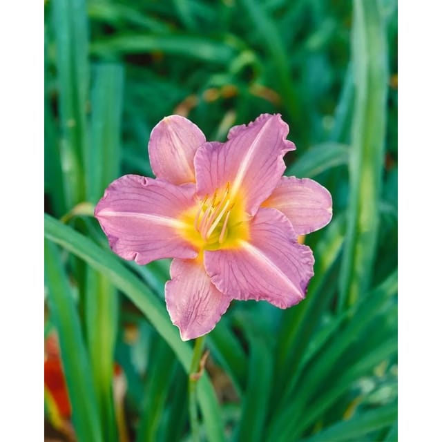 Hemerocallis X Cult. Blue Sheen Taglilie Ca. 11x11 cm Topf