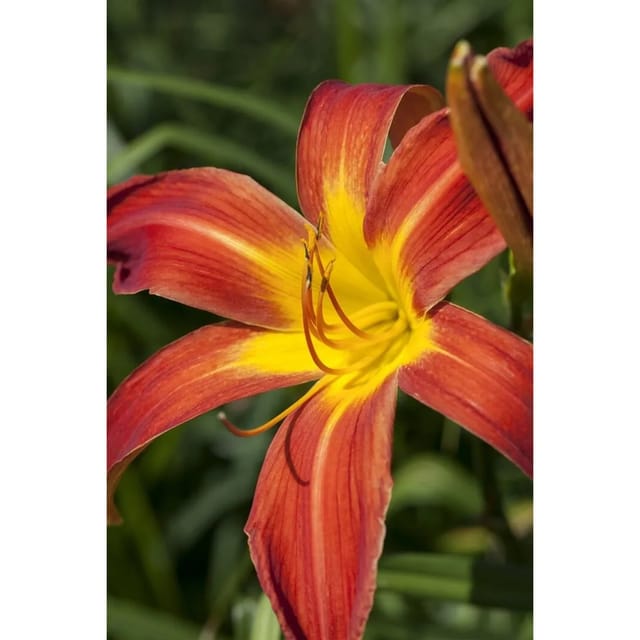 Hemerocallis X Cult. Autumniale Red Taglilie Ca. 11x11 cm Topf