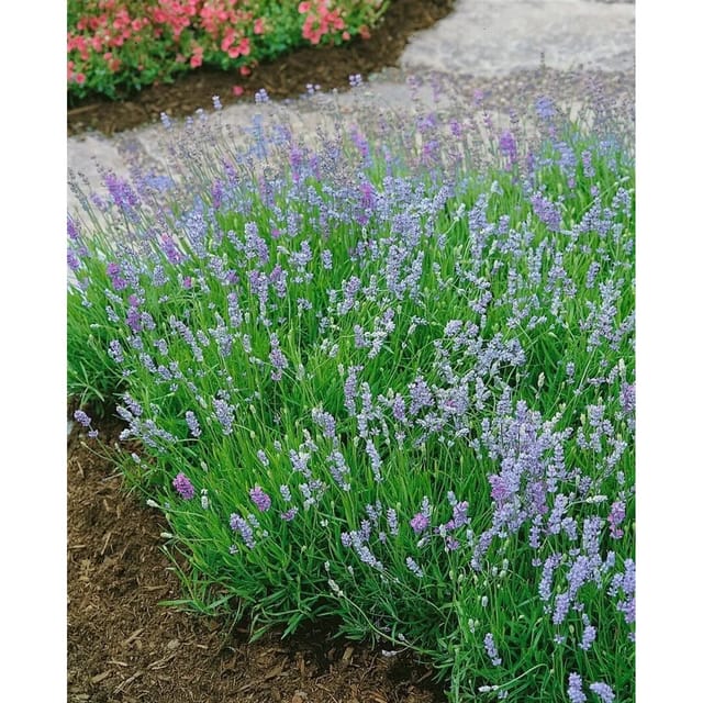 Lavandula Angustifolia Blue Cushion R Echter Lavendel Ca. 9x9 cm Topf