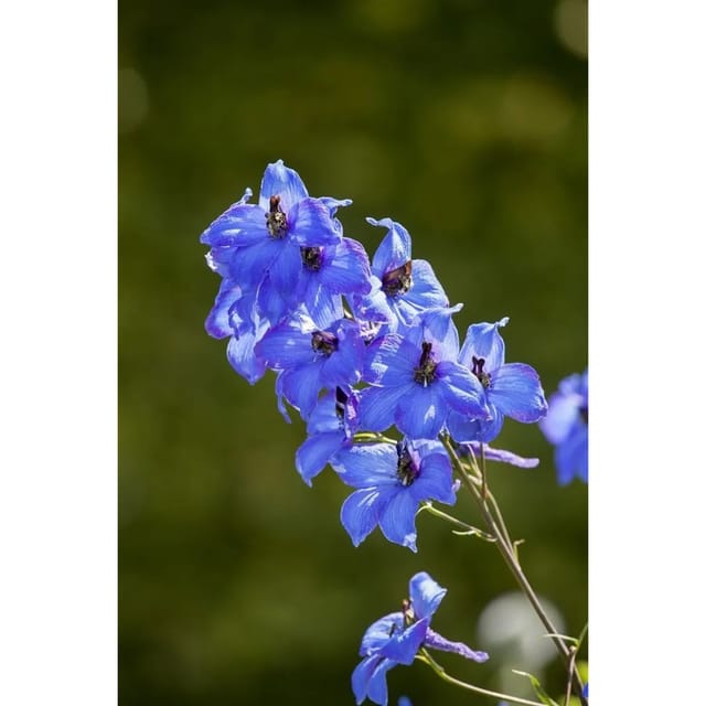 Delphinium X Elatum Neptun Rittersporn Ca. 11x11 cm Topf