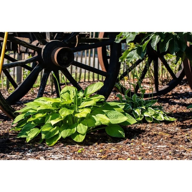 Hosta Plantaginea Grandiflora Duftende Funkie Ca. 11x11 cm Topf