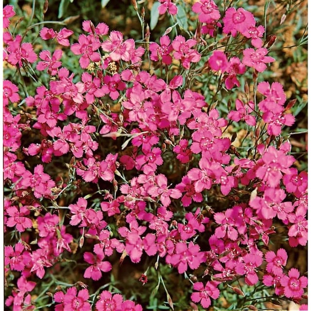 Dianthus Deltoides Leuchtfunk Heide Nelke Ca. 9x9 cm Topf