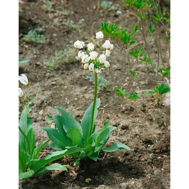 Dodecatheon Meadia Alba Ca. 9x9 cm Topf