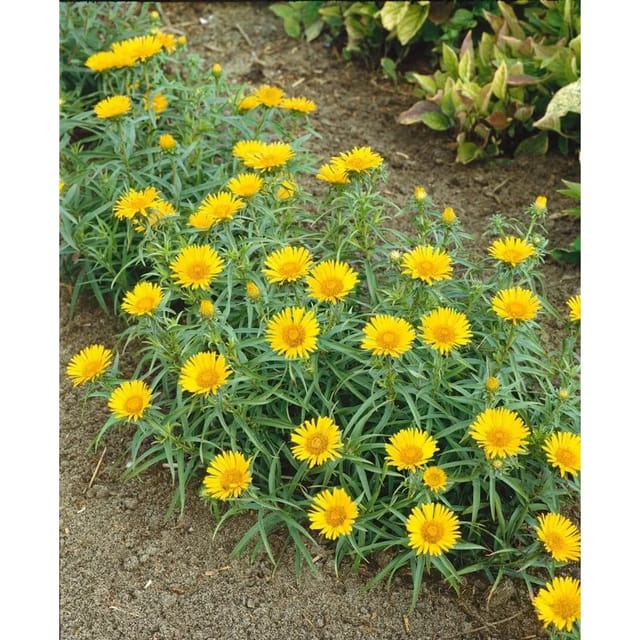 Inula Ensifolia Schwertalant Gen. Ca. 9x9 cm Topf
