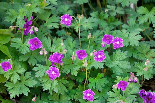 Geranium Himalayense Himalaya Storchschnabel Ca. 9x9 cm Topf