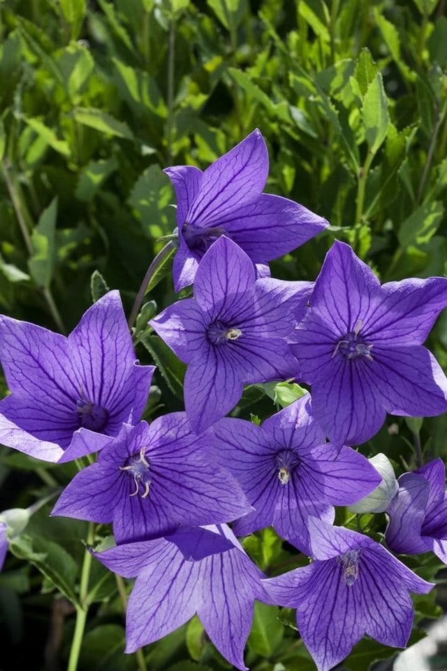Platycodon Grandiflorus Fuji Blue Ballonblume Ca. 9x9 cm Topf