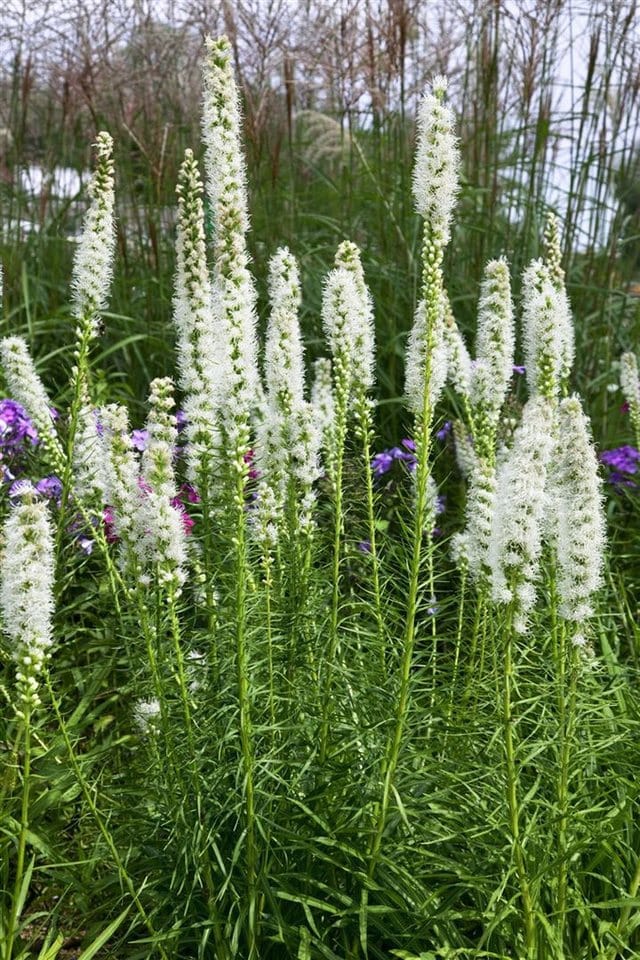 Liatris Spicata Floristan Weiß Prachtscharte Ca. 9x9 cm Topf