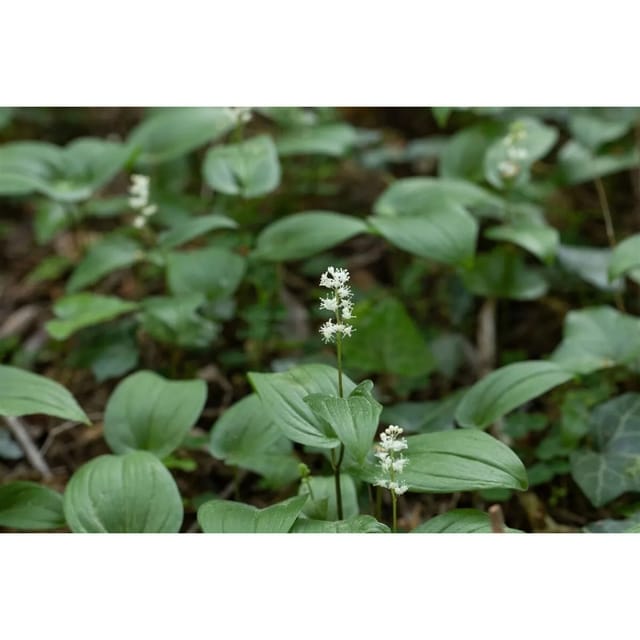 Maianthemum Bifolium Zweiblättriges Schattenblümchen Ca. 9x9 cm Topf