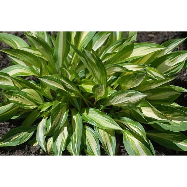 Hosta X Cult. Cherry Berry Ca. 11x11 cm Topf