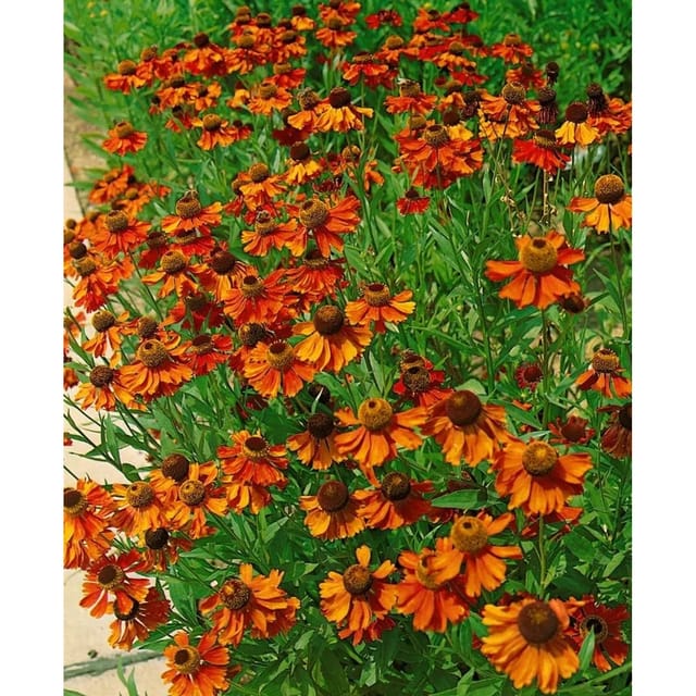 Helenium X Cult. Kanaria Sonnenbraut Ca. 11x11 cm Topf
