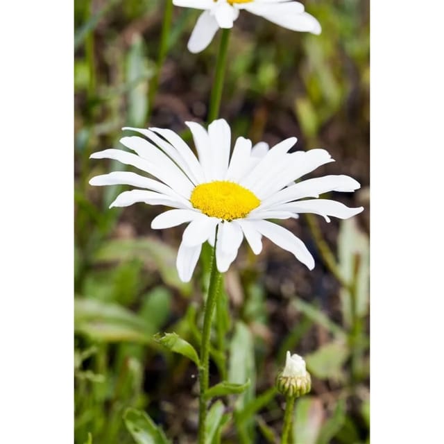 Leucanth.X Sup.Silberprinzesschen Gen. Ca. 9x9 cm Topf