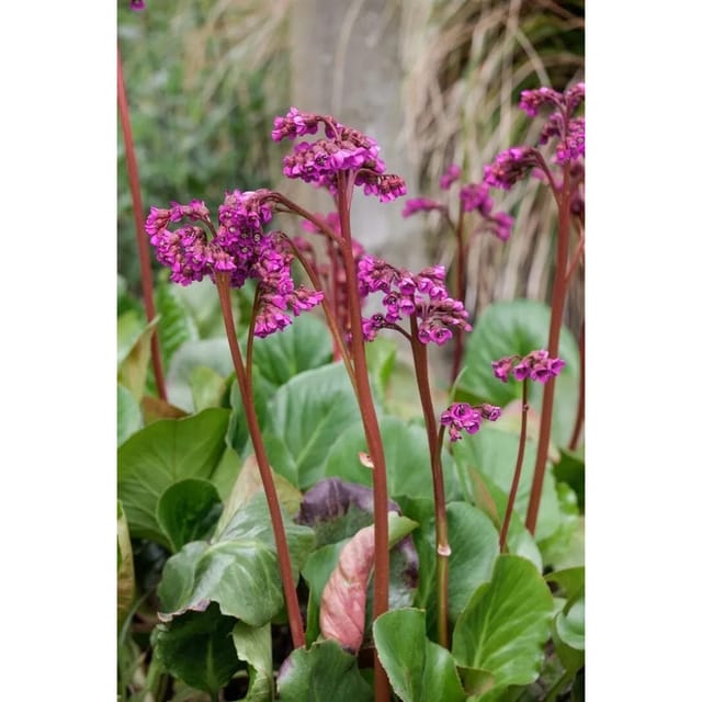 Bergenia Cordifolia Baby Doll Herzblatt Bergenie Ca. 11x11 cm Topf
