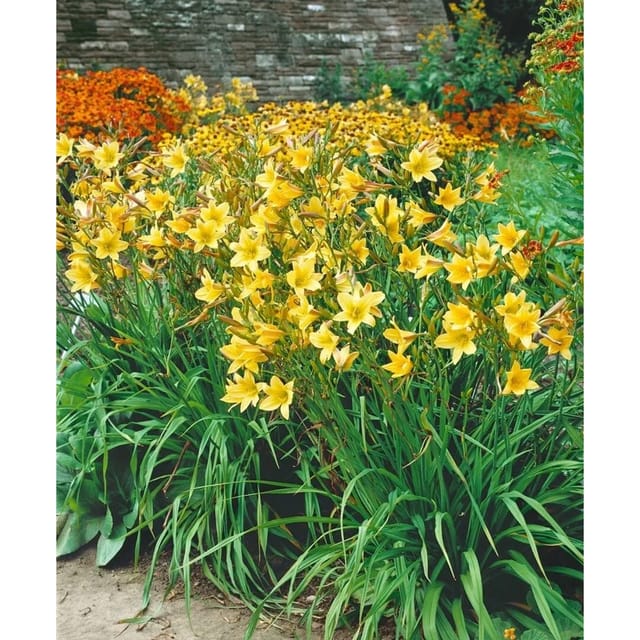 Hemerocallis X Cult. Lemon Bells Taglilie Ca. 11x11 cm Topf