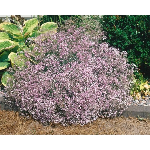 Gypsophila Repens Teppich Schleierkraut Ca. 9x9 cm Topf