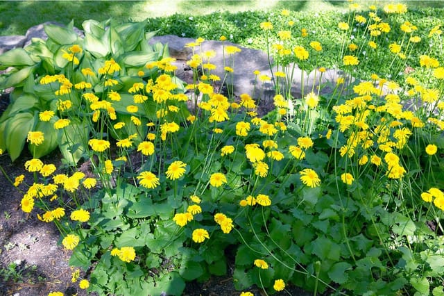 Doronicum Orientale Little Leo Gemswurz Ca. 9x9 cm Topf