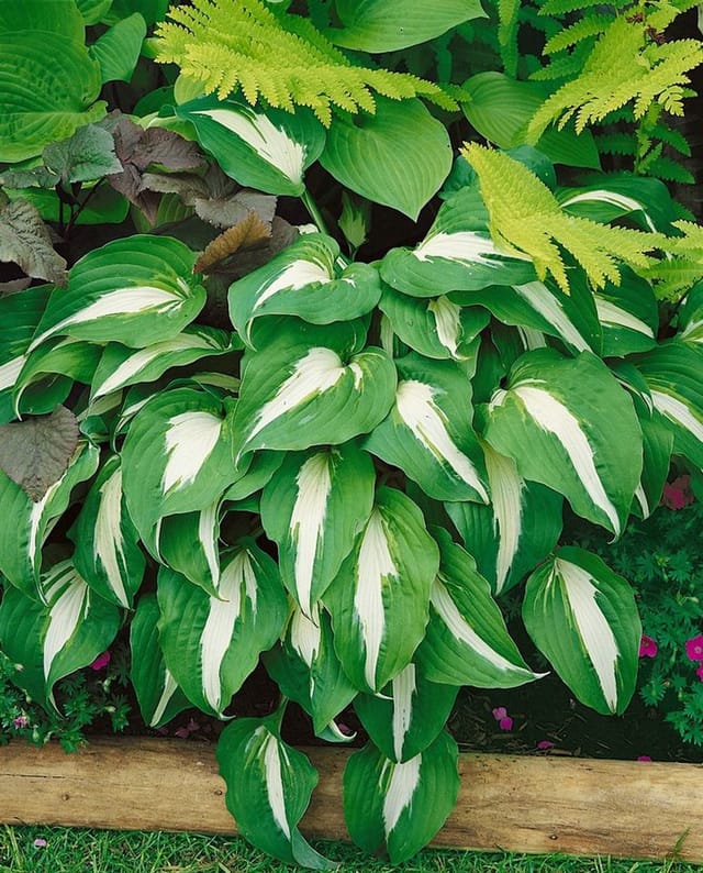 Hosta X Cult. Night Before Christmas Funkie Ca. 11x11 cm Topf