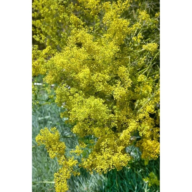 Galium Verum Echtes Labkraut Ca. 9x9 cm Topf