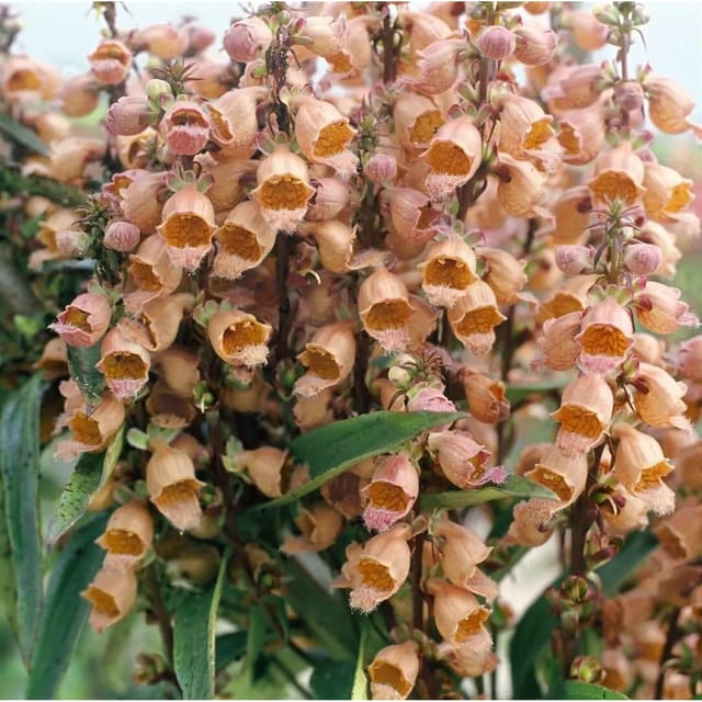 Digitalis Parviflora Kleinblütiger Fingerhut Ca. 9x9 cm Topf