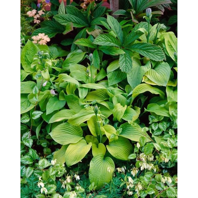 Hosta Sieboldiana August Moon Funkie Ca. 11x11 cm Topf