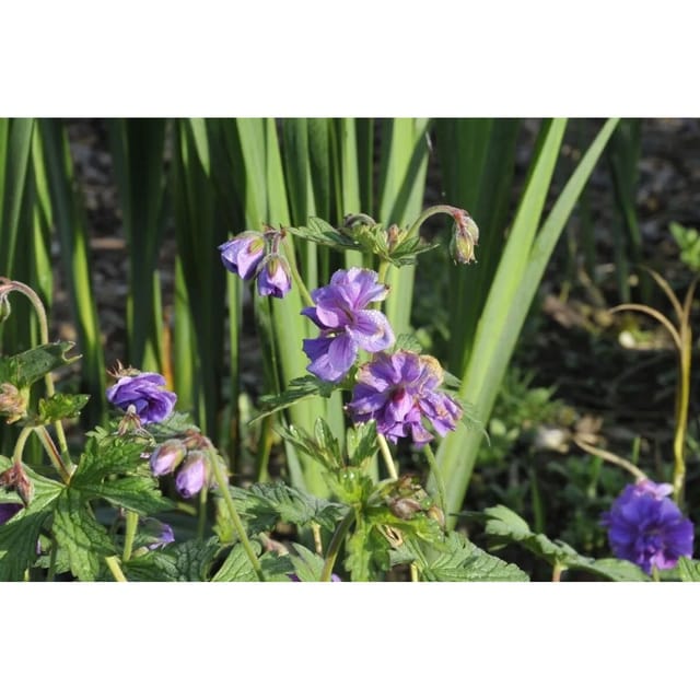 Geranium Himalayense Plenum Himalaya Storchschnabel Ca. 9x9 cm Topf