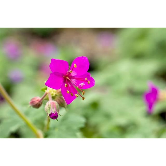 Geranium Macrorrhizum Czakor Felsen Storchschnabel Ca. 9x9 cm Topf