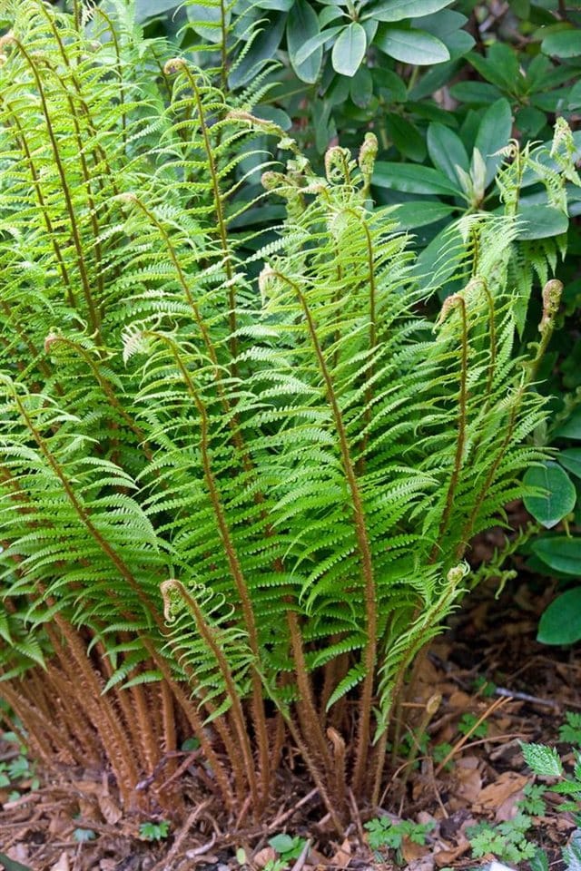 Dryopteris Wallichiana Wallichs Wurmfarn Ca. 9x9 cm Topf