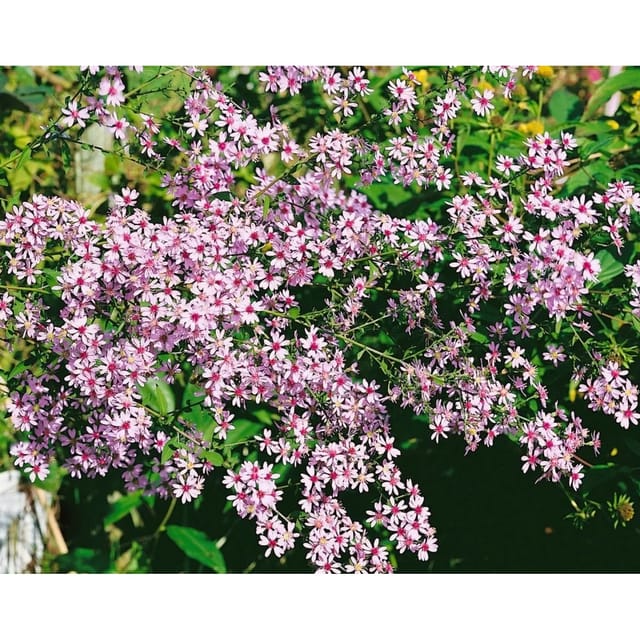 Aster Cordifolius Ideal Herzblatt Aster Ca. 11x11 cm Topf