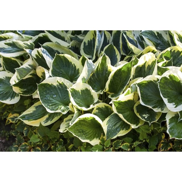 Hosta X Fortunei Stenantha Funkie Ca. 11x11 cm Topf