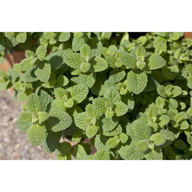 Mentha Suaveolens Apfelminze Ca. 9x9 cm Topf